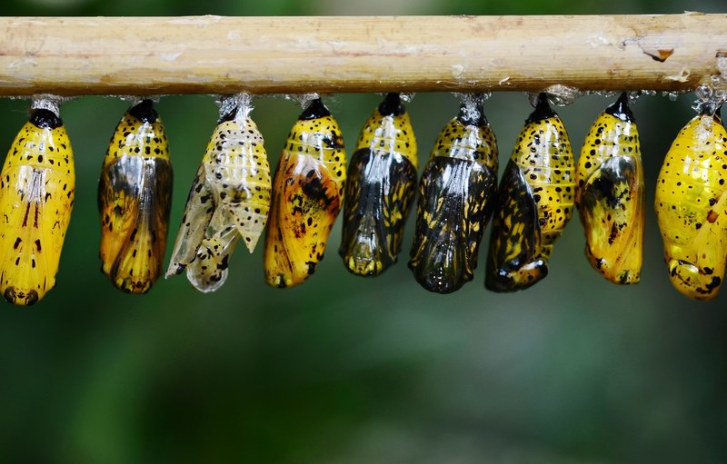 cocoon butterfly insect animal macro larva wing 4k