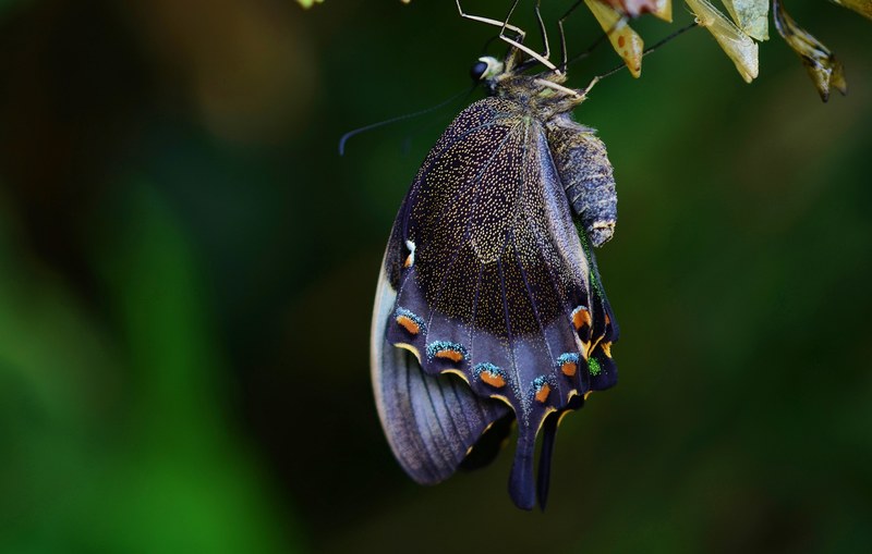 cocoon butterfly insect animal macro larva wing 4k