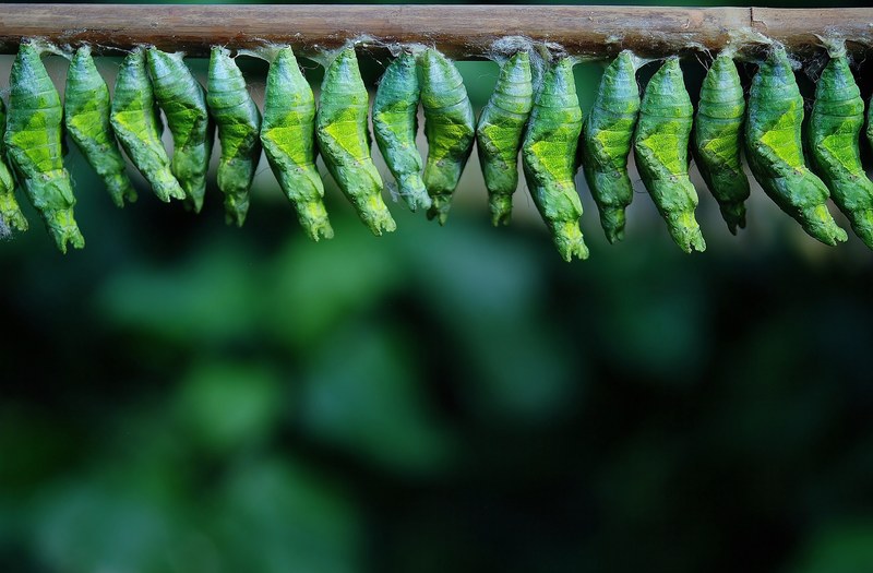 cocoon cocoon butterfly larva larvae butterflies 4k