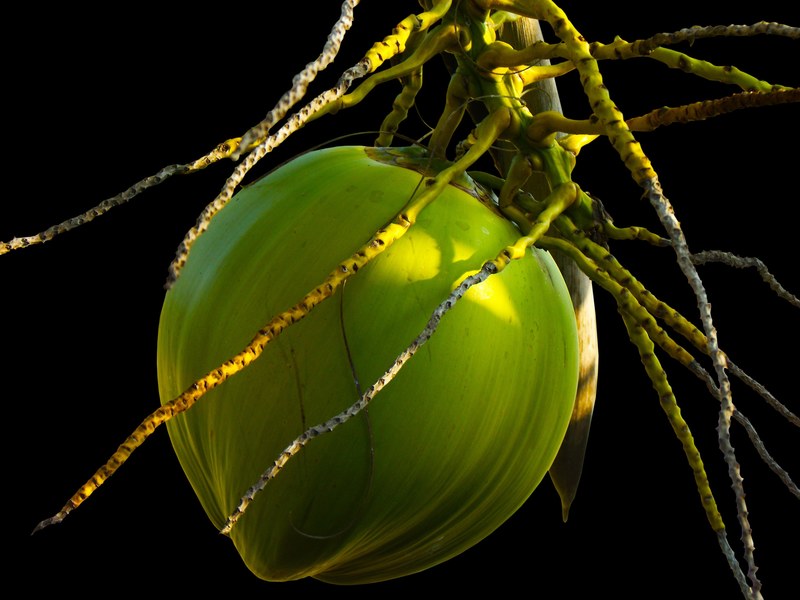 coconut coconut tree plant 4k