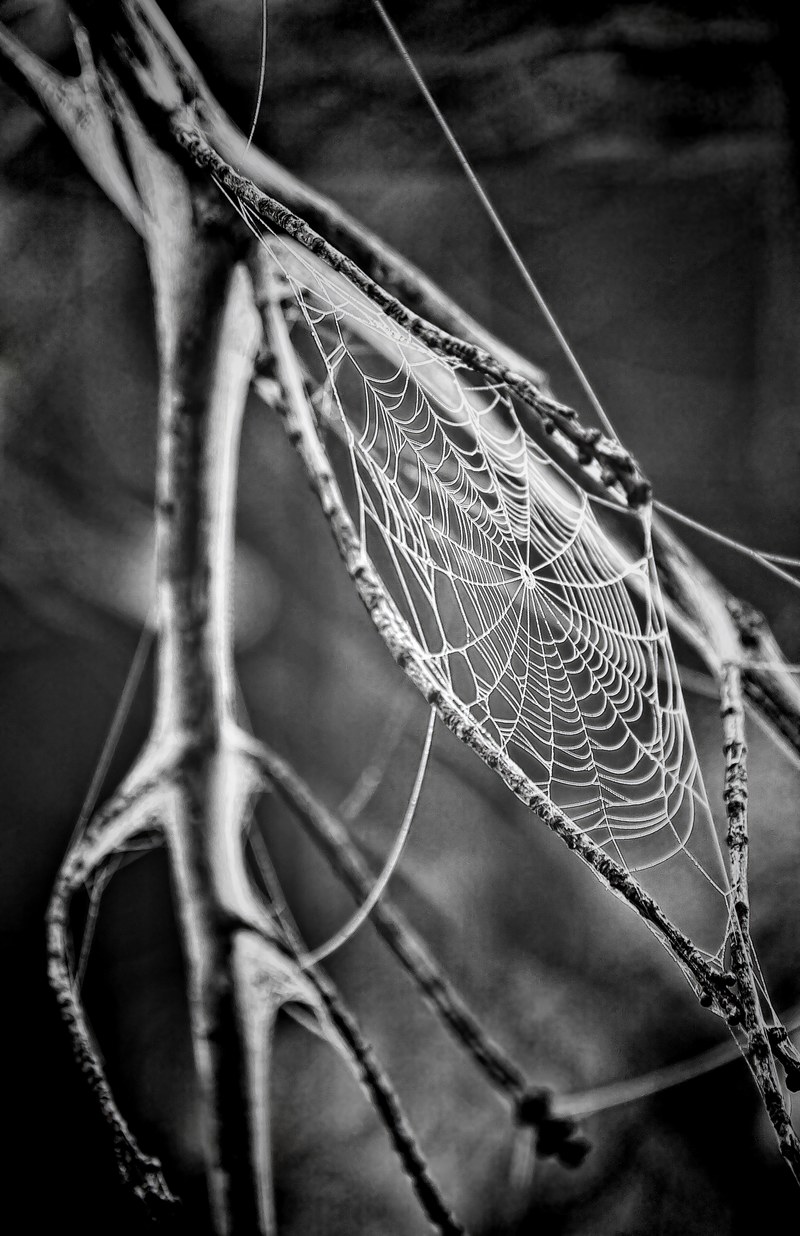 cobweb spiders web spiderweb web spider insect 4k