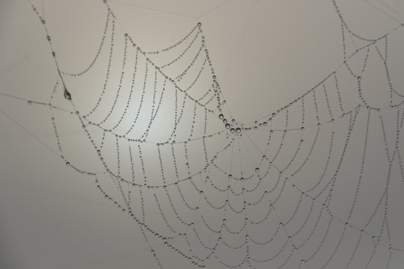 cobweb beaded morgentau 4k