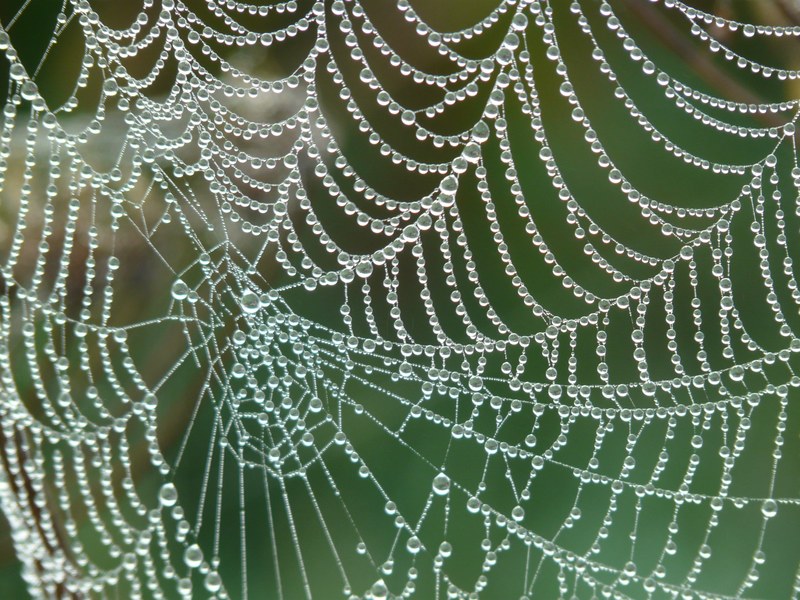 cobweb morgentau dew dewdrop drip network 4k