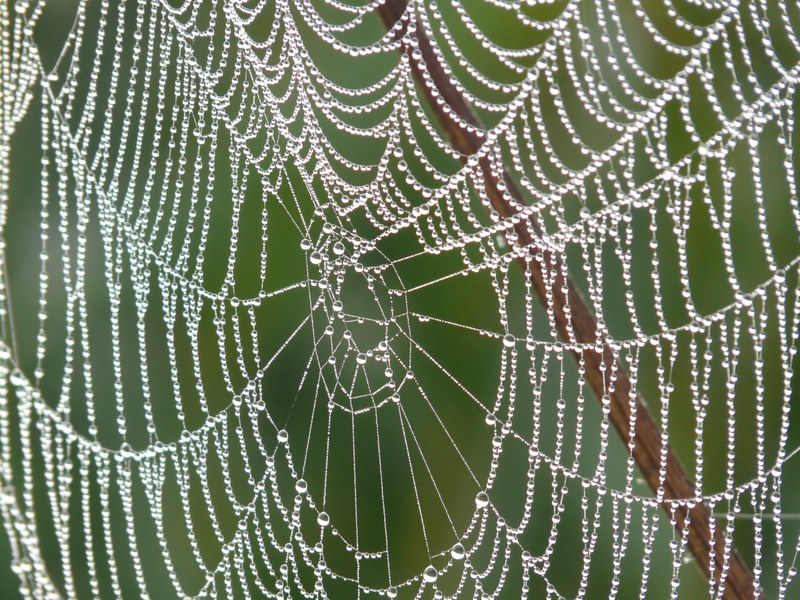 cobweb morgentau dew dewdrop drip 4k