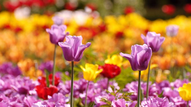 tulips, flowers, flowerbed, blurred, 4k