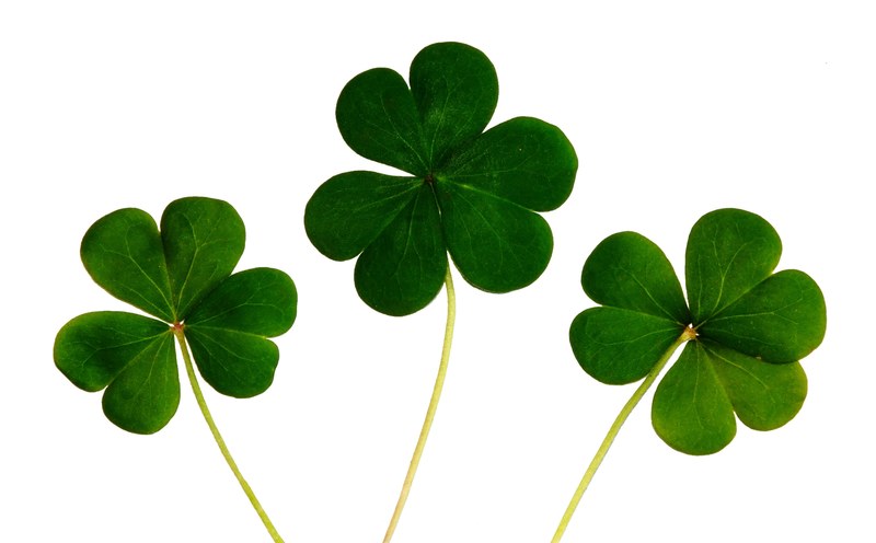 clover shamrocks irish day luck green ireland 4k