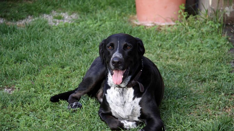dog, spotted, grass, lie down, tired, 4k