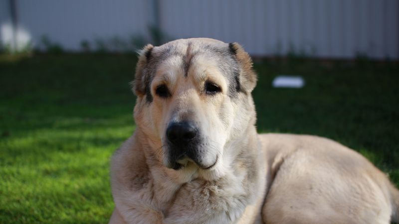 german dog, dog, muzzle, eyes, hair, lying, 4k