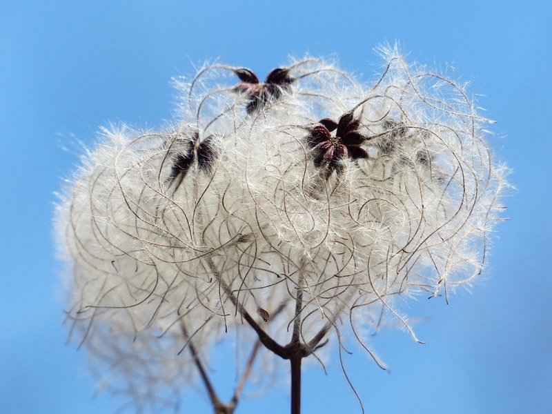 clematis vitalba pods soft fluffy seeds liane 4k