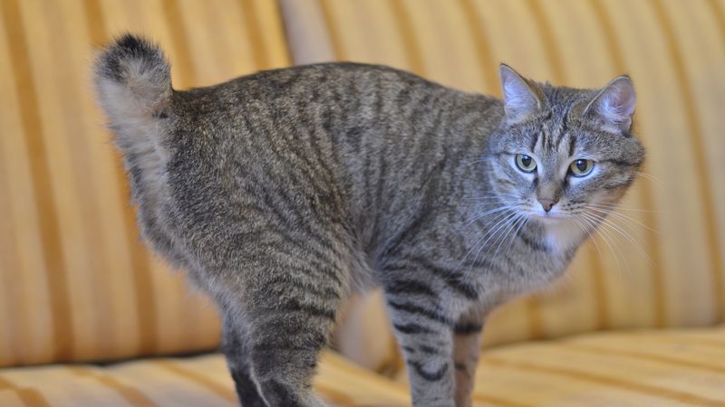 bobtail, cat, striped, sofa, 4k
