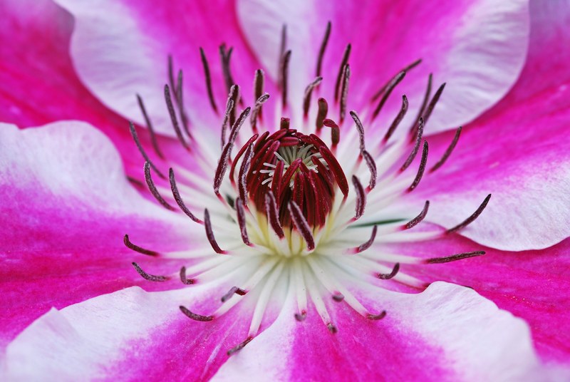 clematis flowers blossom bloom plant garden 4k