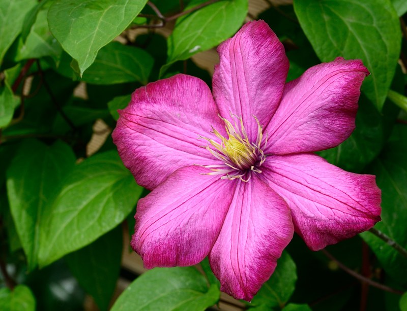 clematis blossom bloom flower violet climber 4k