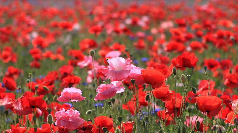 poppies, field, summer, nature, 4k
