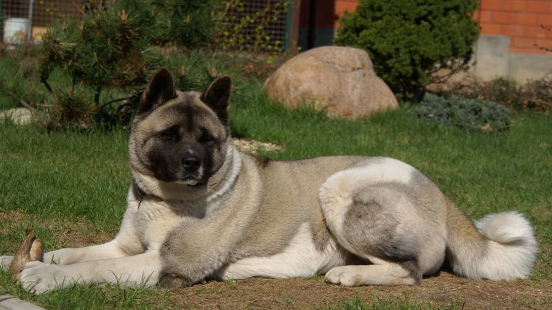 american akita inu, dog, black, grass, 4k