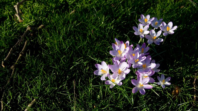 flowers, grass, lawn, branch, 4k