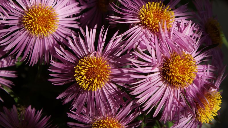 flowers, petals, pollen, close-up, 4k