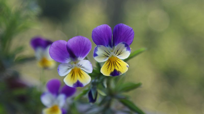 pansies, flowers, herbs, colorful, 4k