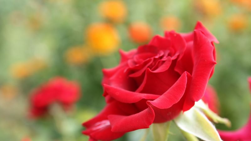 rose, flower, petals, bud, close-up, red, 4k