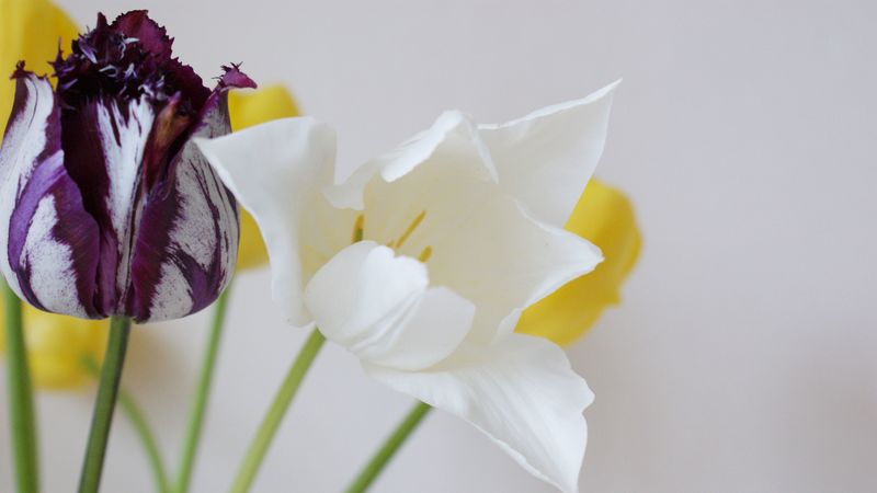 tulips, flowers, dissolute, different, stems, 4k