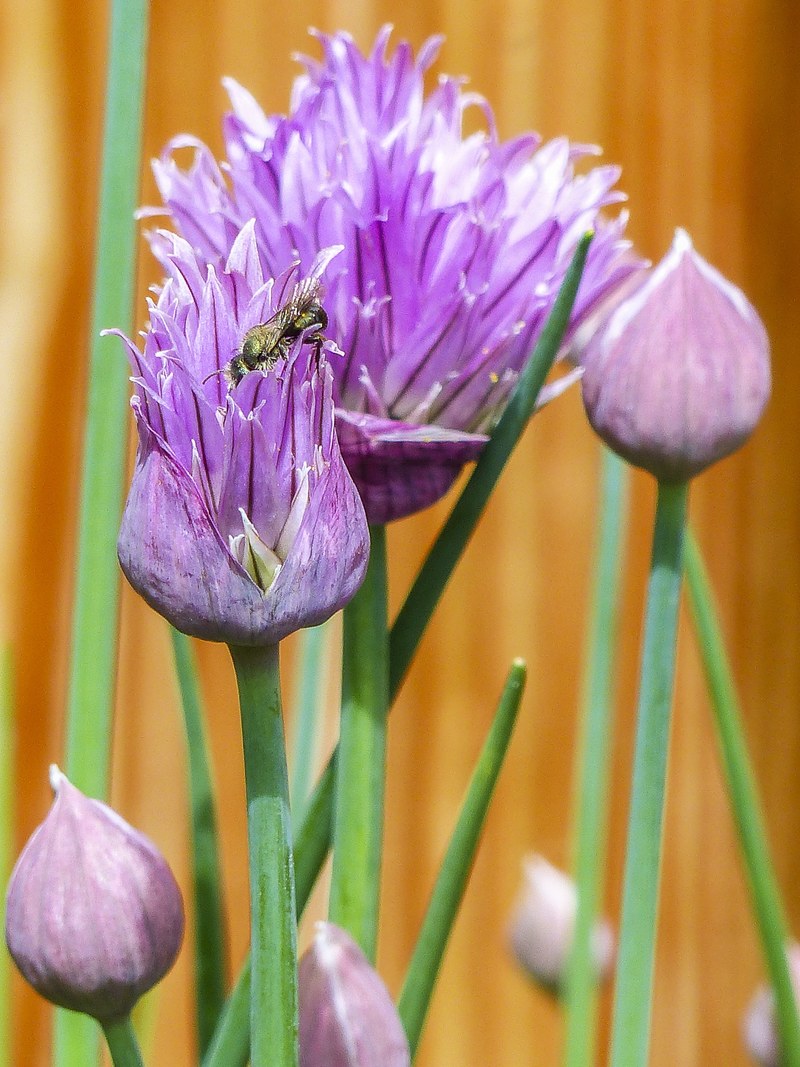 chive herbal blooming herb purple green fresh 4k