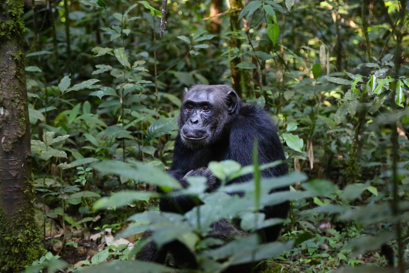 chimpanzee uganda monkey 4k