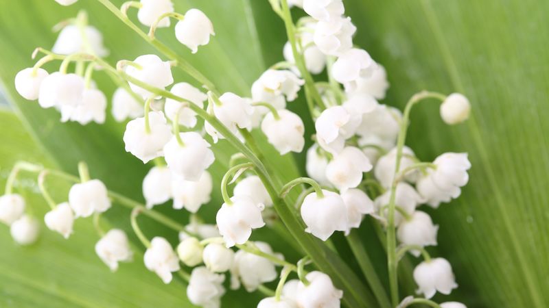 lilys of the valley, flowers, bells, leaves, spring, 4k