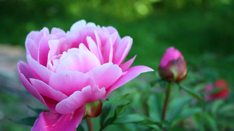 peony, petals, bud, flower, herbs, garden, 4k