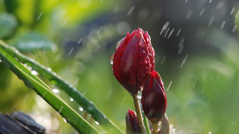 flowers, rain, buds, green, nature, 4k