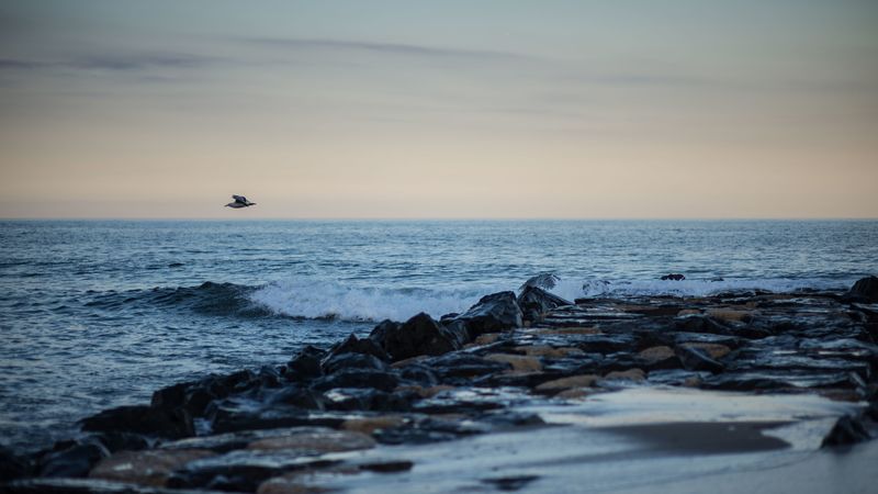 bird, shore, wave, horizon, 4k