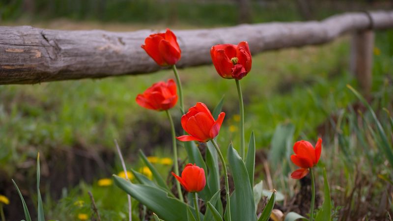 tulips, dandelions, fence, nature, grass, 4k