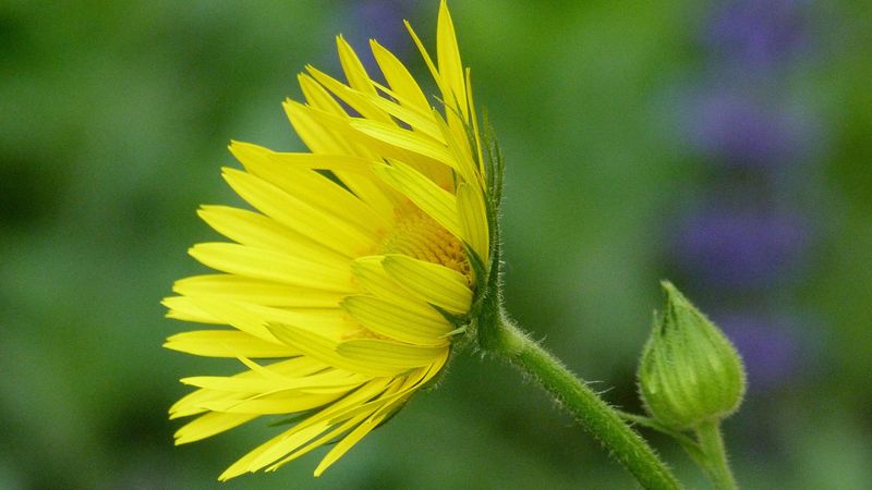 flower, bud, stem, green, close-up, 4k