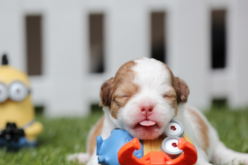 chihuahua dog puppy cute pet breed 4k