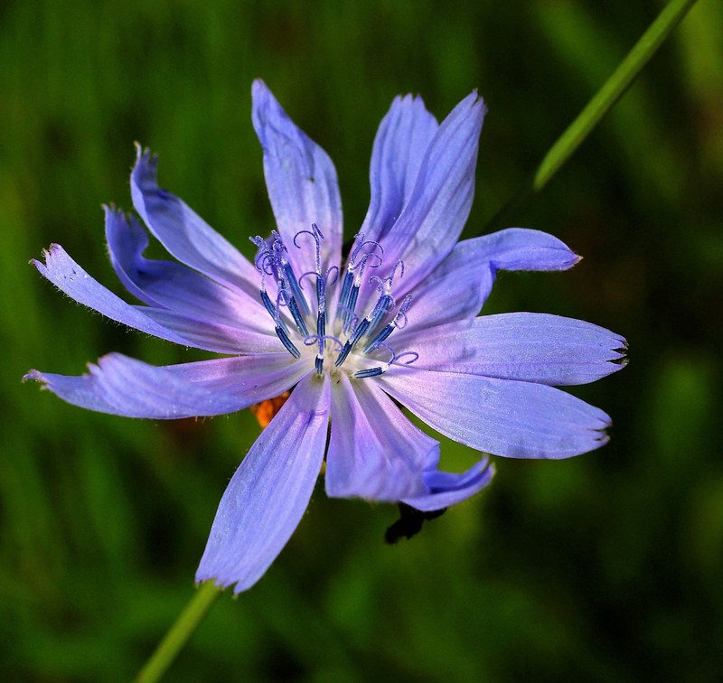 chicory flower blossom bloom plant nature close 4k
