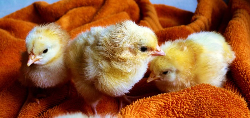 chicks animal fluffy poultry young animals 4k