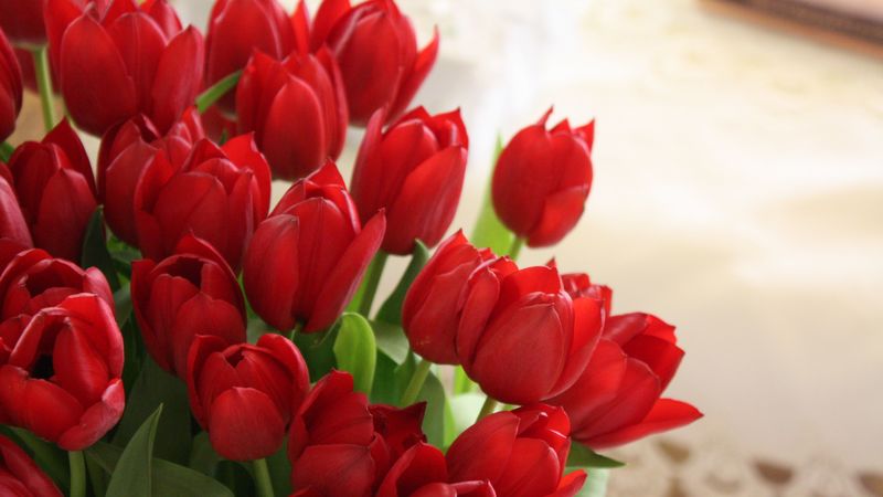 tulips, flowers, bouquet, red, beautifully, 4k
