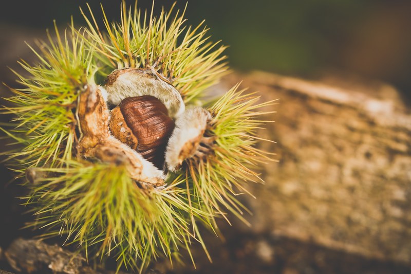 chestnut autumn picks nature spines open macro 4k