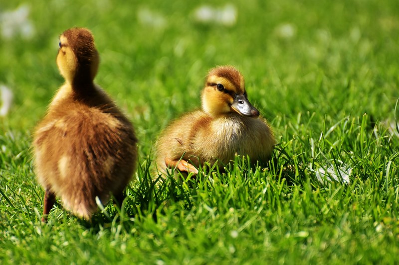 chicks ducklings sleep mallard cute bird 4k