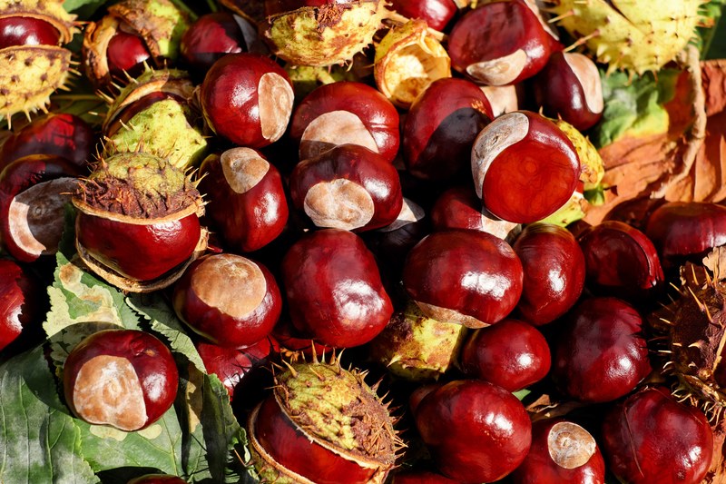 chestnut buckeye fruits red shiny sting 4k