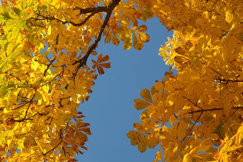 chestnut leaves autumn fall color leaves tree 4k