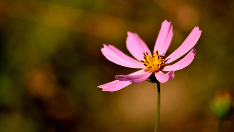 flower, petals, pollen, close-up, 4k