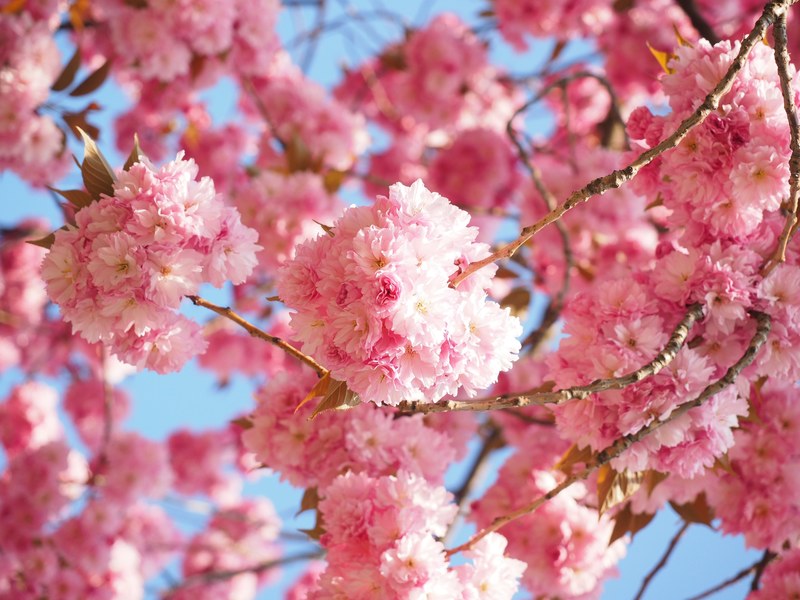 cherry blossom japanese cherry smell blossom bloom 4k