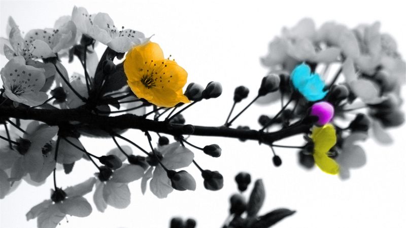 blossom, branch, black white, colored, 4k