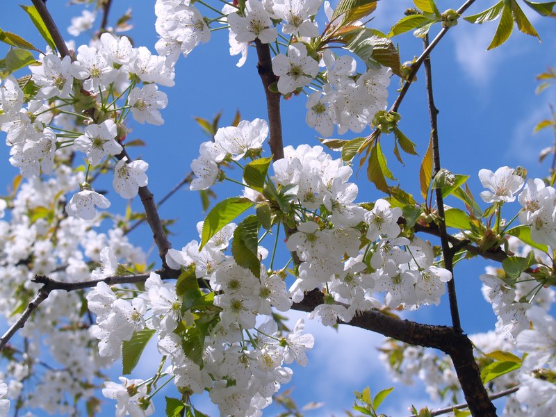 cherry blossom white sky bloom blossom bloom 4k