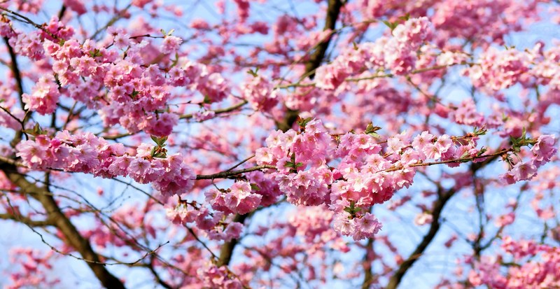 cherry blossom japanese cherry smell blossom bloom 4k