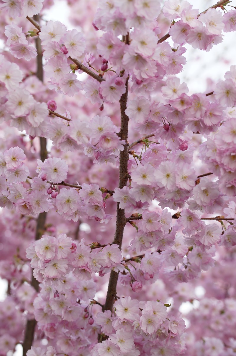 cherry blossom blossom bloom spring blossom close 4k