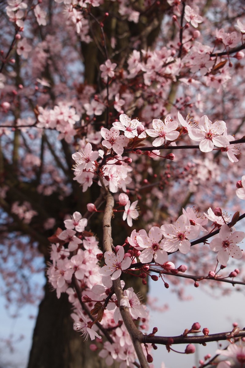 cherry blossom spring flowers tree blooming branch 4k