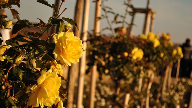 roses, flowers, fences, glare, summer, 4k