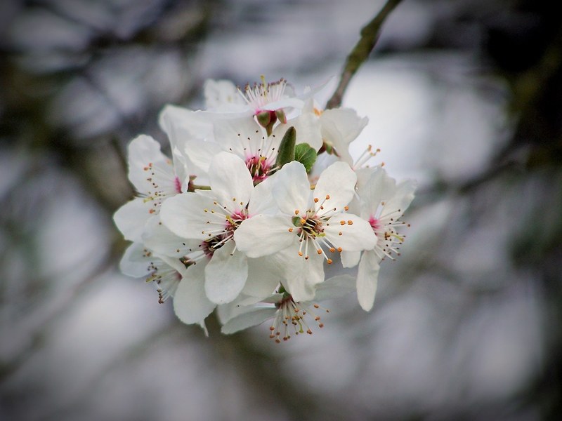 cherry cherry blossom flowering tree flower nature 4k