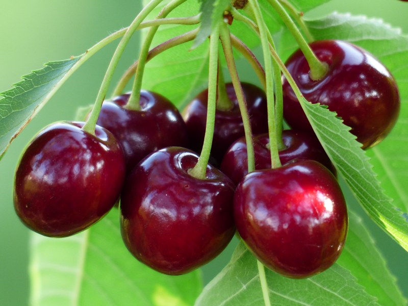 cherry sweet cherry red fruit healthy leaves 4k