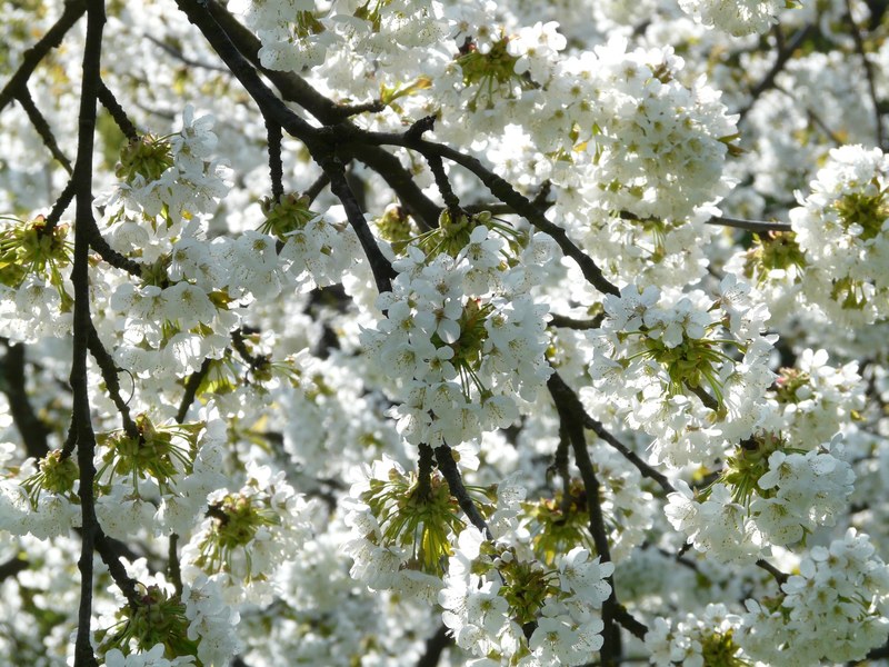 cherry blossom cherry blossom bloom white spring 4k